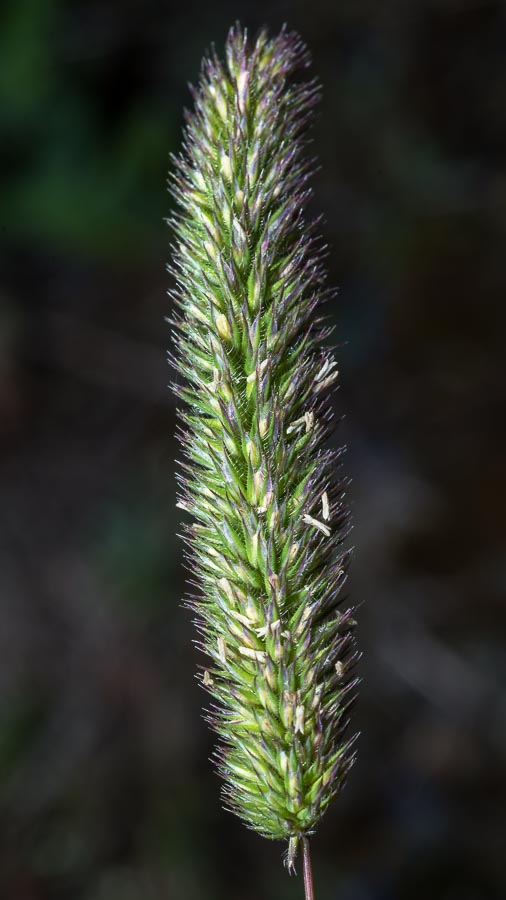 Poacea 2 su ofiolite